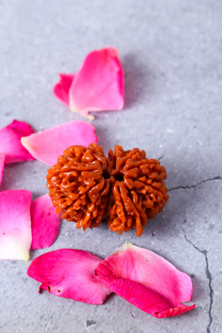 Studio Vaidik Gauri Shankar Natural Rudraksha