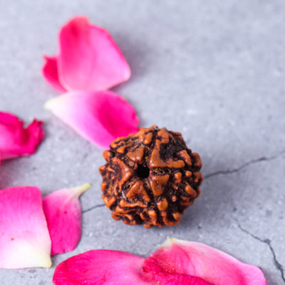 Studio Vaidik 5 mukhi Natural Rudraksha