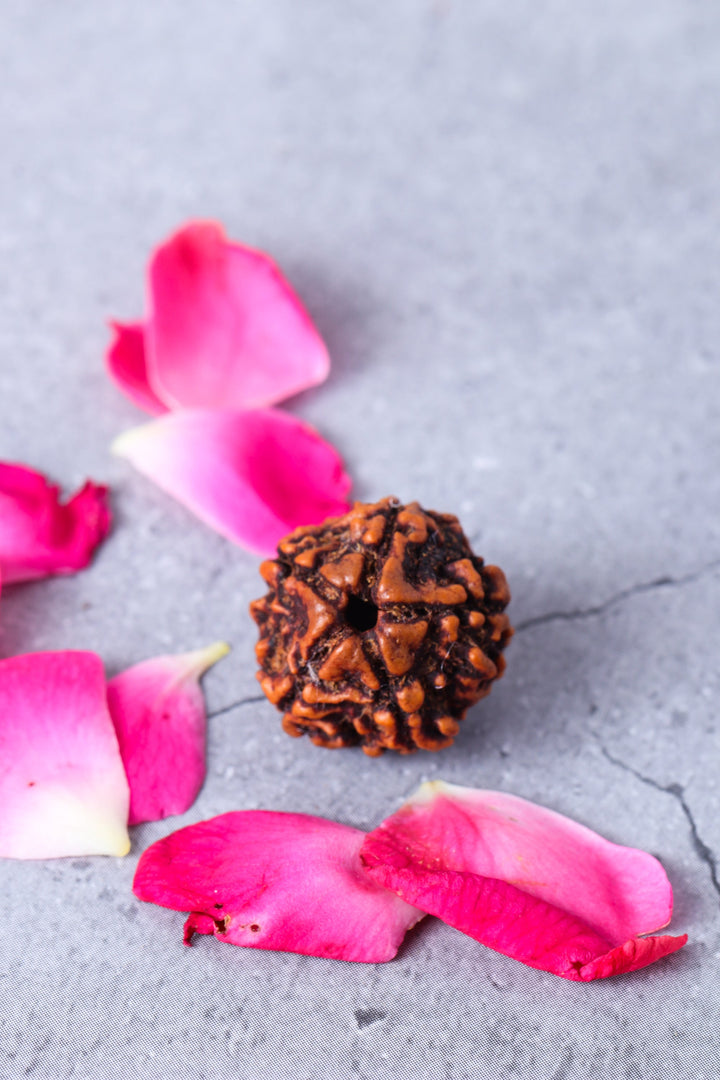 Studio Vaidik 5 mukhi Natural Rudraksha