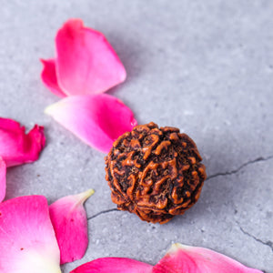 Studio Vaidik 5 mukhi Natural Rudraksha
