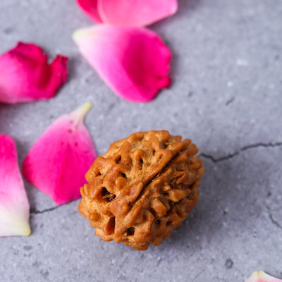 Studio Vaidik 3 mukhi Natural Rudraksha