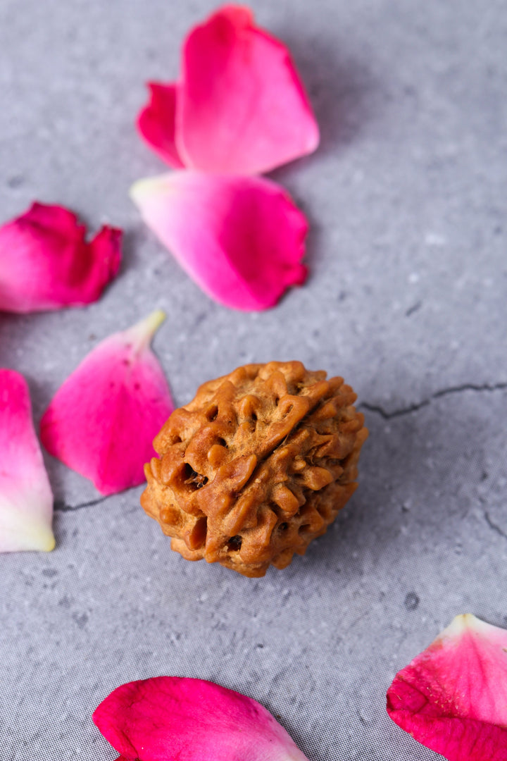 Studio Vaidik 3 mukhi Natural Rudraksha