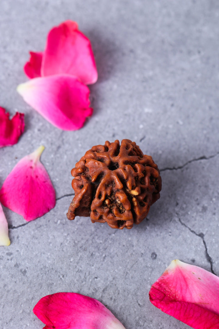 Studio Vaidik Natural Ganesh Rudraksha