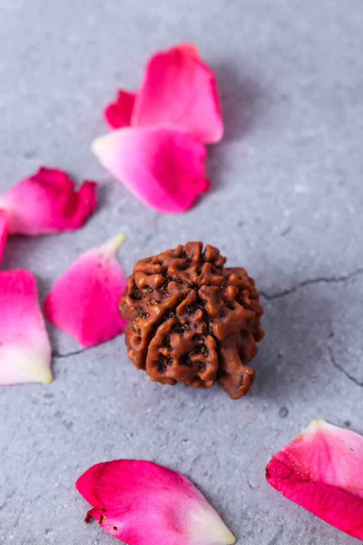 Studio Vaidik Natural Ganesh Rudraksha