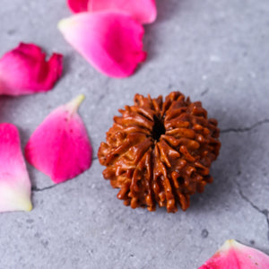 Studio Vaidik 14 mukhi Natural Rudraksha
