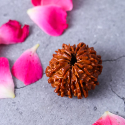 Studio Vaidik 14 mukhi Natural Rudraksha