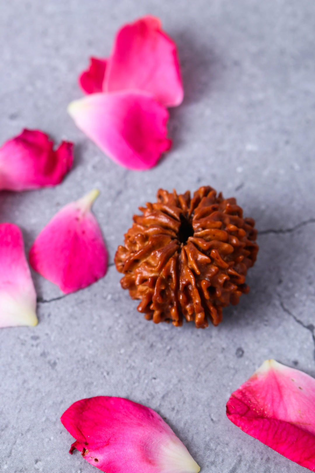 Studio Vaidik 14 mukhi Natural Rudraksha