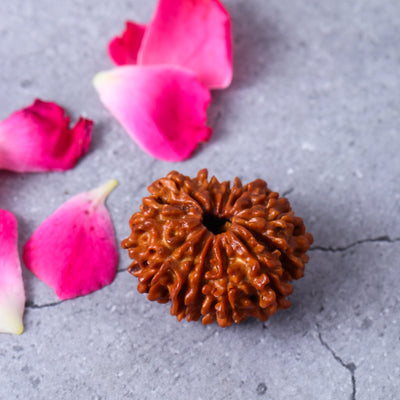 Studio Vaidik 14 mukhi Natural Rudraksha