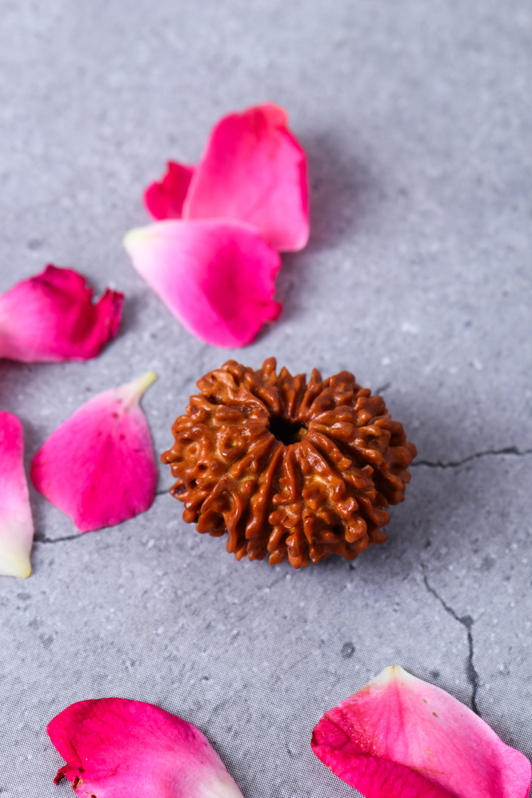 Studio Vaidik 14 mukhi Natural Rudraksha