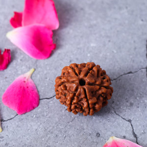 Studio Vaidik 6 mukhi Natural Rudraksha