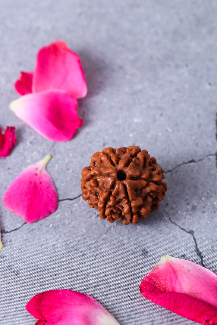 Studio Vaidik 6 mukhi Natural Rudraksha