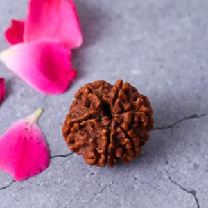 Studio Vaidik 6 mukhi Natural Rudraksha
