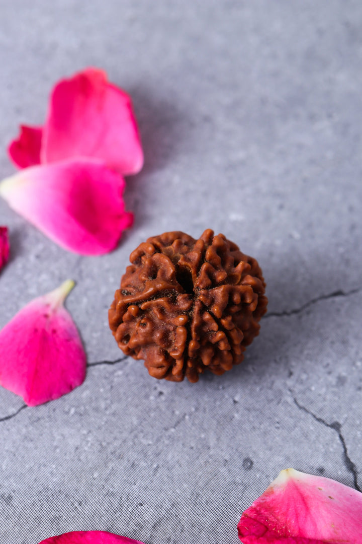 Studio Vaidik 6 mukhi Natural Rudraksha