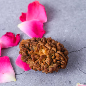 Studio Vaidik 2 mukhi Natural Rudraksha