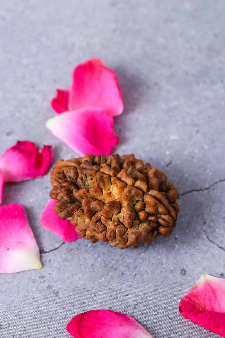 Studio Vaidik 2 mukhi Natural Rudraksha