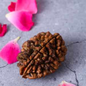 Studio Vaidik 2 mukhi Natural Rudraksha