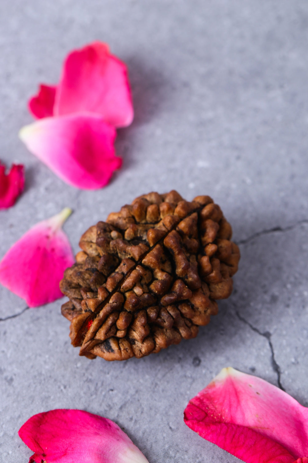 Studio Vaidik 2 mukhi Natural Rudraksha