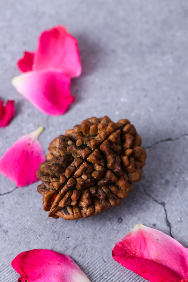 Studio Vaidik 2 mukhi Natural Rudraksha