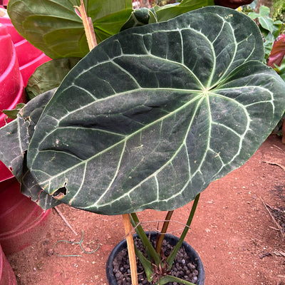 Anthurium Magnificum (Big Size) Rare Indoor Live Plant