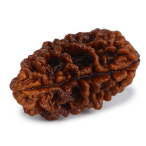 Studio Vaidik 1 mukhi Natural Rudraksha