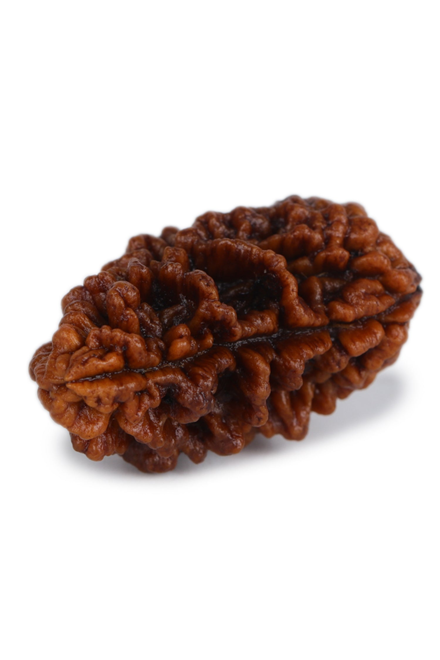 Studio Vaidik 1 mukhi Natural Rudraksha