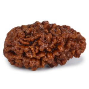 Studio Vaidik 1 mukhi Natural Rudraksha