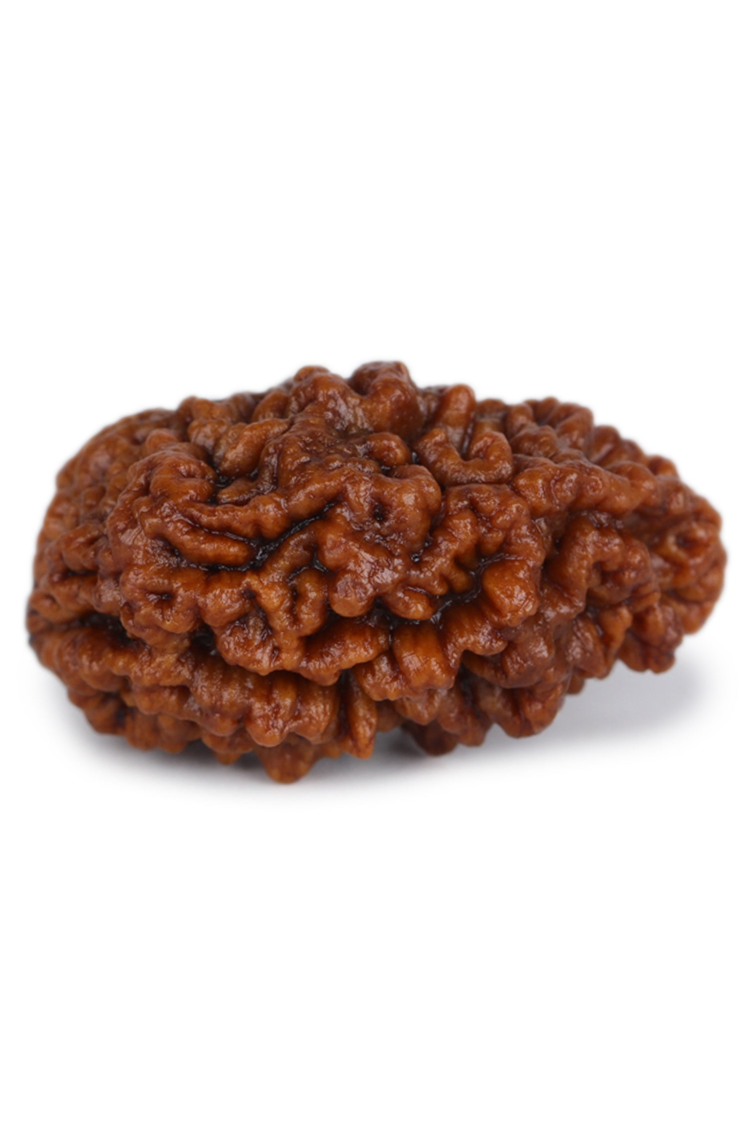 Studio Vaidik 1 mukhi Natural Rudraksha