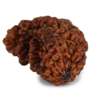 Studio Vaidik 1 mukhi Natural Rudraksha