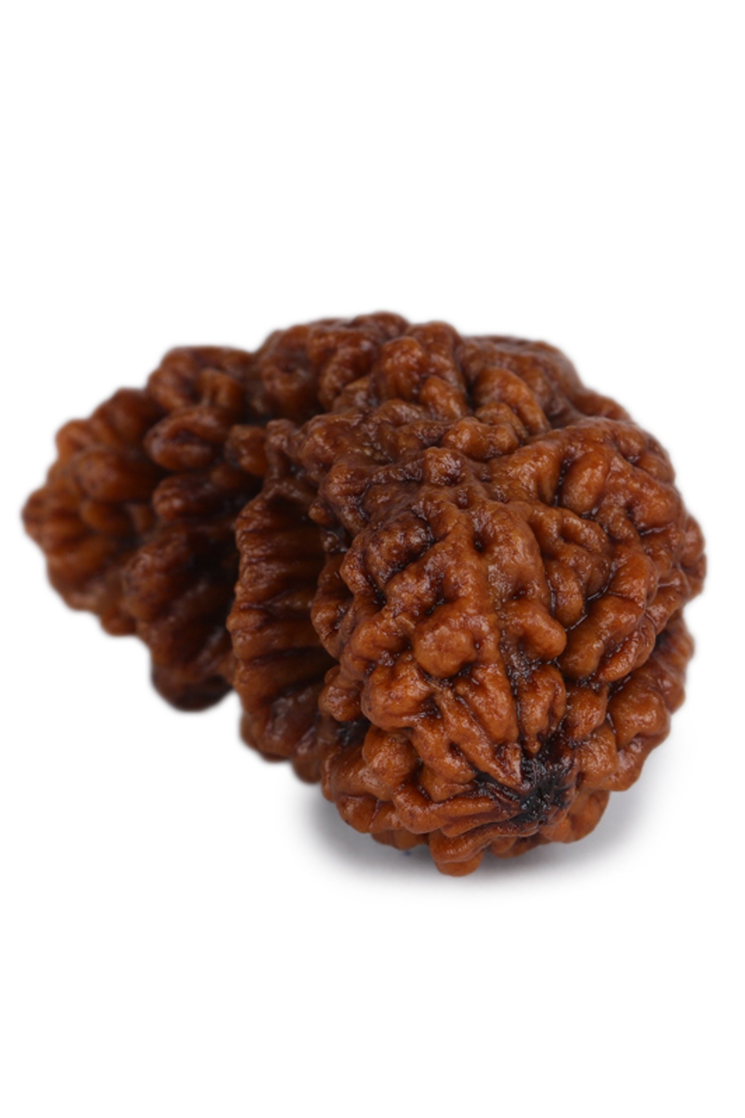 Studio Vaidik 1 mukhi Natural Rudraksha