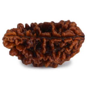Studio Vaidik 1 mukhi Natural Rudraksha