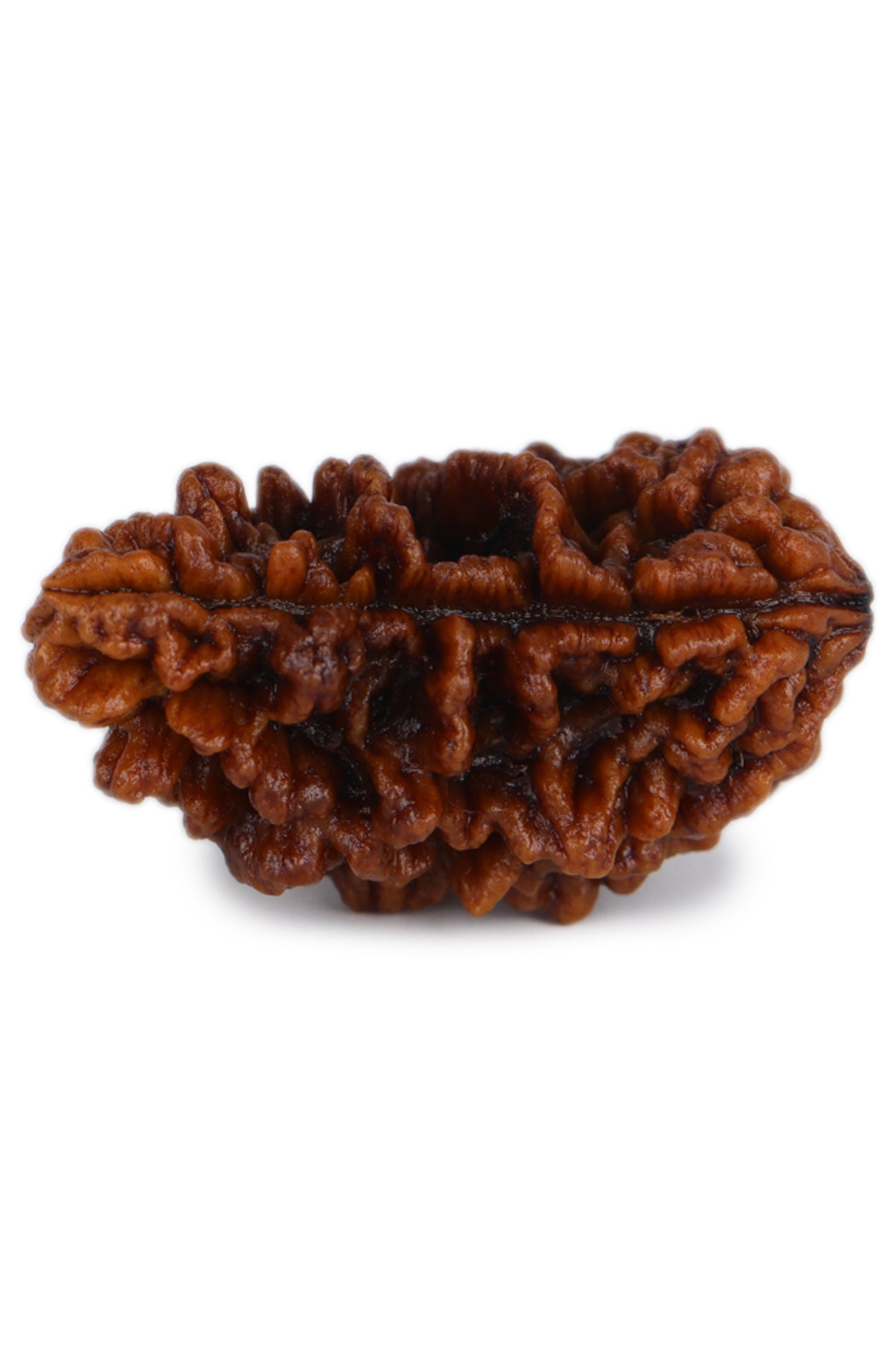 Studio Vaidik 1 mukhi Natural Rudraksha