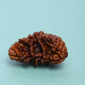 Studio Vaidik 1 mukhi Natural Rudraksha