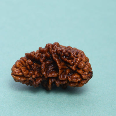 Studio Vaidik 1 mukhi Natural Rudraksha