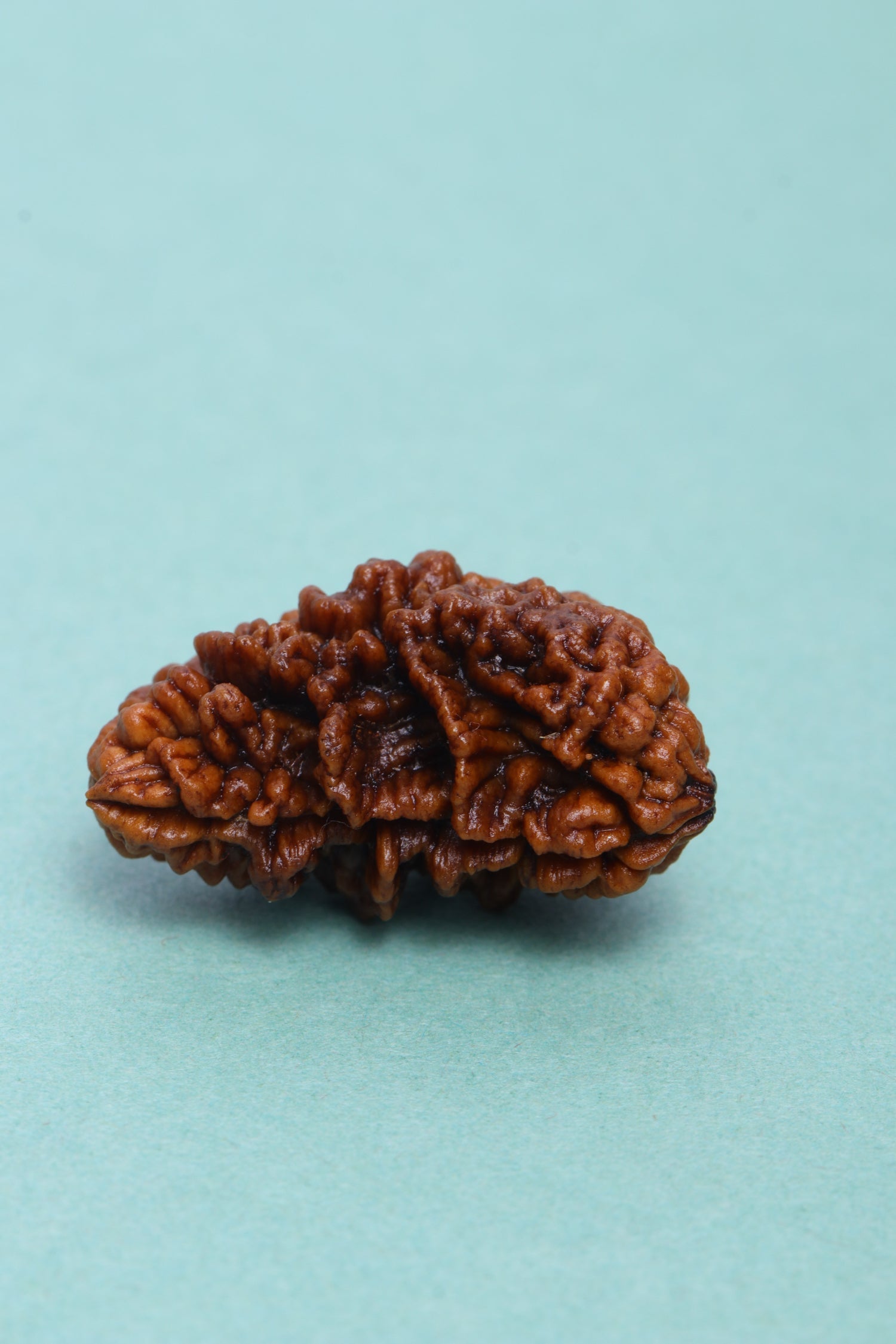 Studio Vaidik 1 mukhi Natural Rudraksha