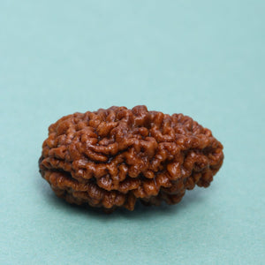 Studio Vaidik 1 mukhi Natural Rudraksha