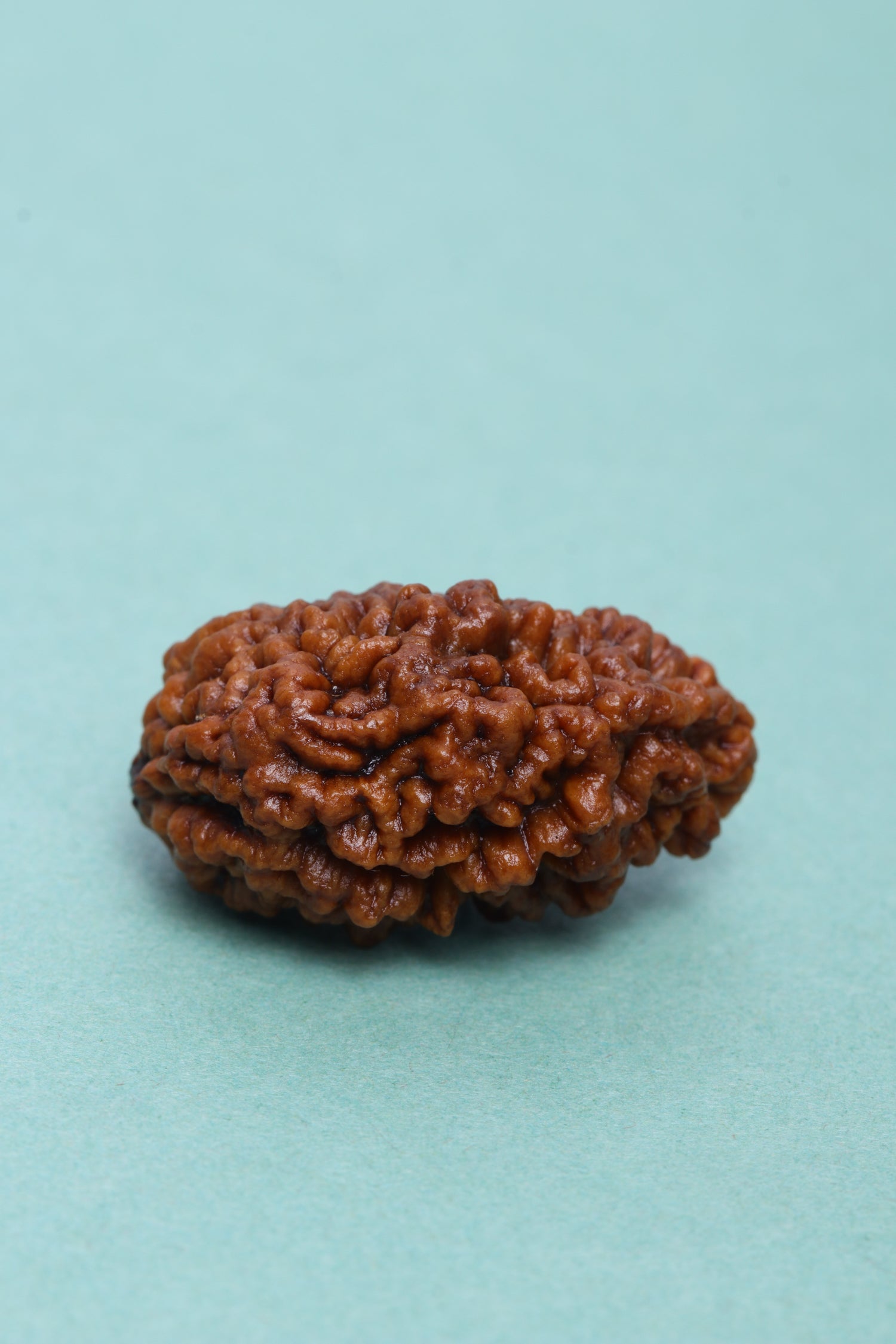 Studio Vaidik 1 mukhi Natural Rudraksha