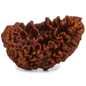 Studio Vaidik 1 mukhi Natural Rudraksha