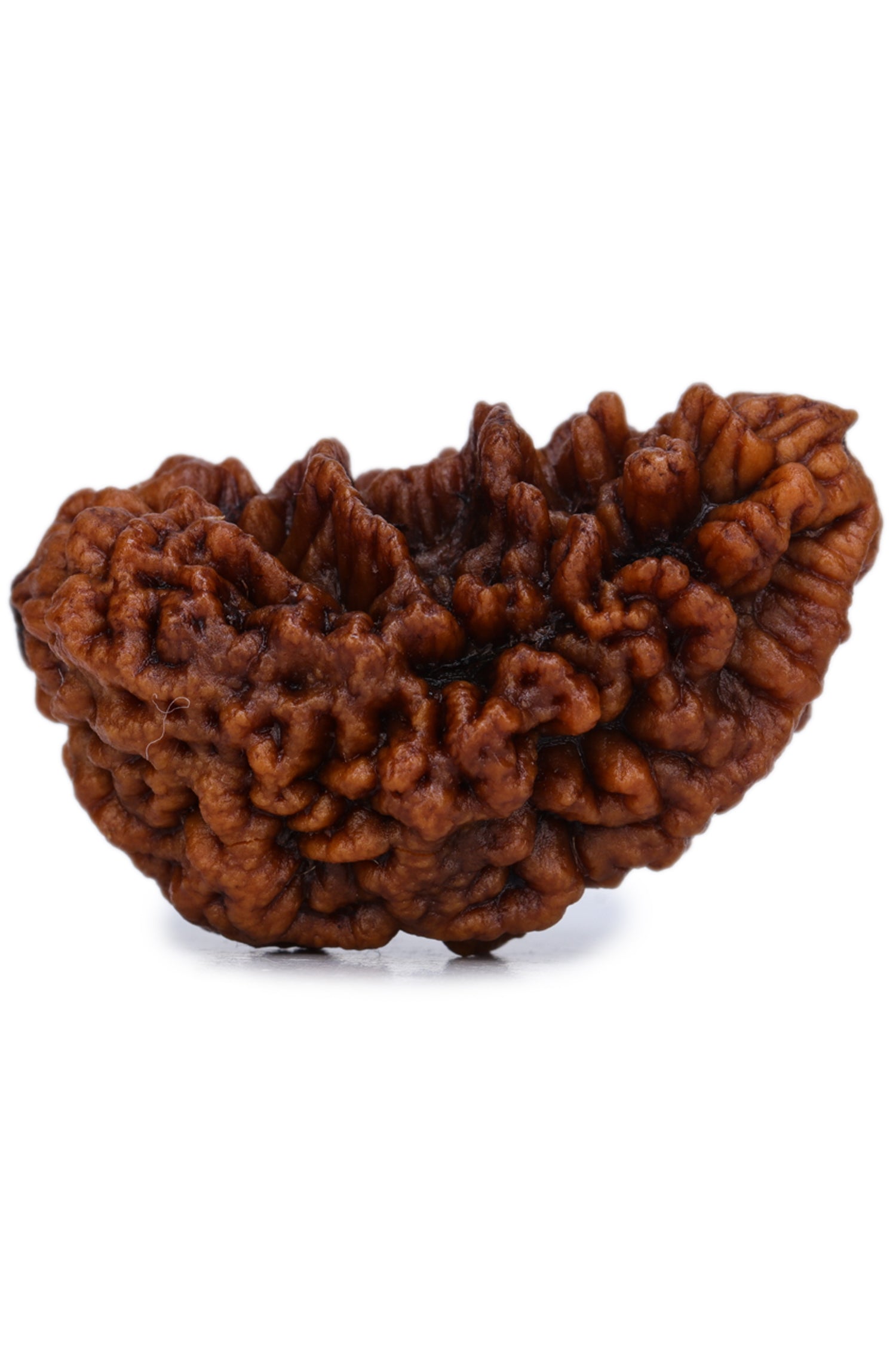Studio Vaidik 1 mukhi Natural Rudraksha
