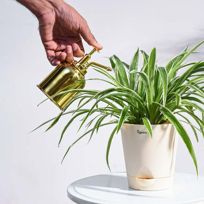 Spritzer Metallic Mister