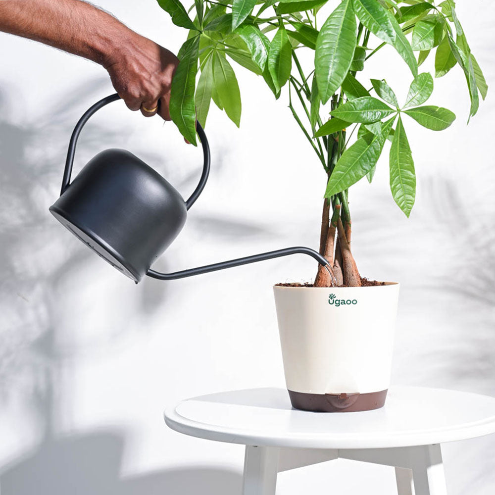 Magnum Watering Can