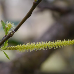 Indian Willow (Salix tetrasperma) Medicinal Live Plant