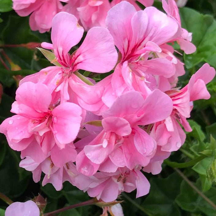 Geranium Baby Pink Creeper/Climber Flowering Live Plant