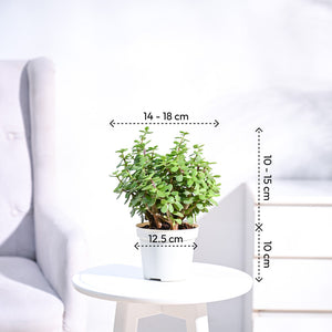 Jade Plant Mini