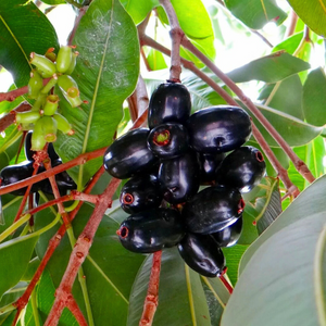 Jamun/Black Plum (Syzygium cumini) Fruit Live Plant