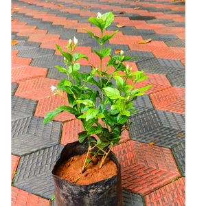 Jasmine Sambac Belle of India Multipetal Fragrant Rare Flowering Live Plant