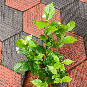 Jasmine Sambac Belle of India Multipetal Fragrant Rare Flowering Live Plant