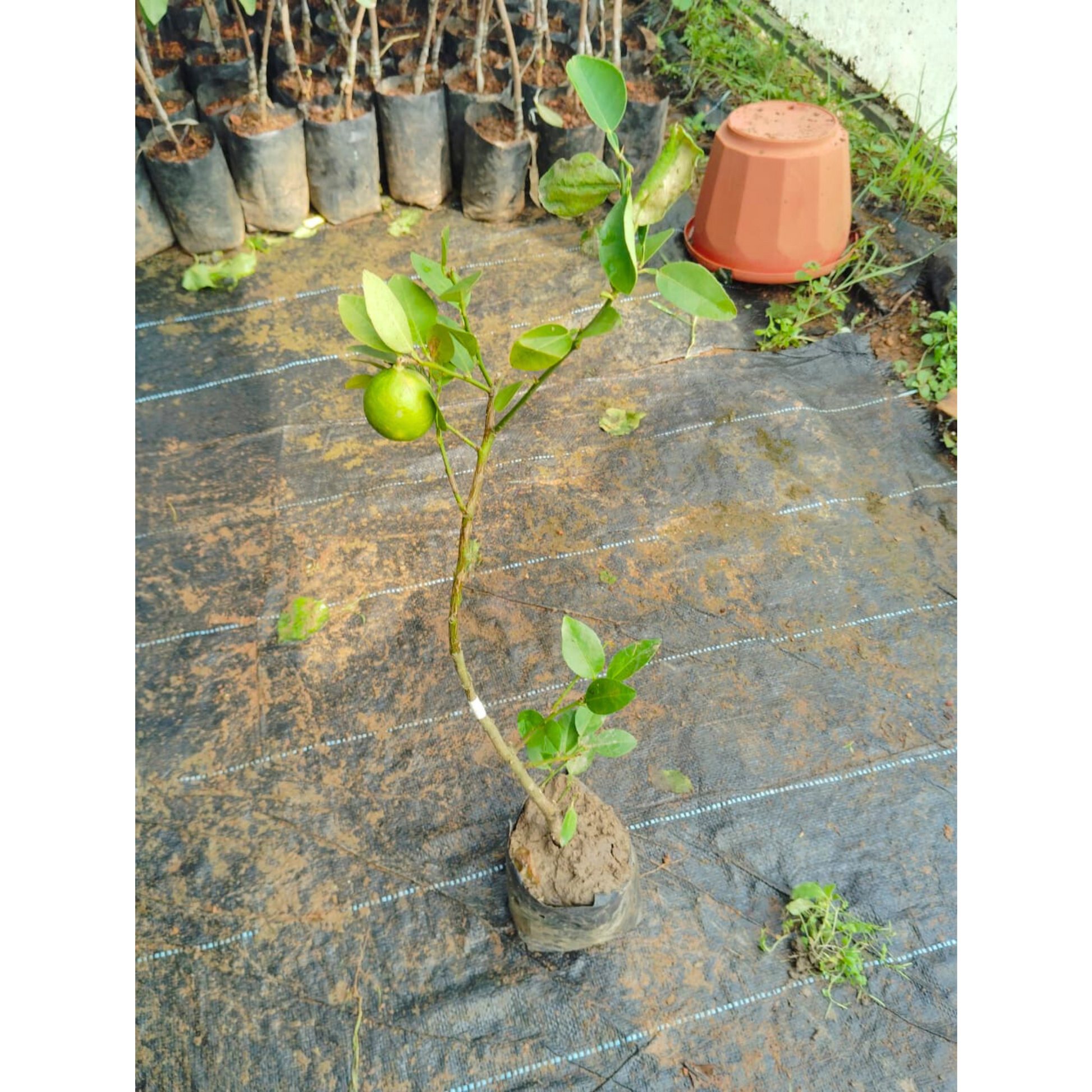 Kagzi Lemon (Citrus × aurantiifolia) Fruit Live Plant