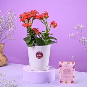 Kalanchoe Red in ceramic pot Women's Day Gift