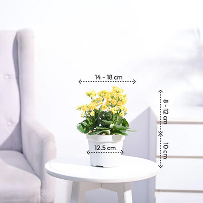 Kalanchoe Plant - Yellow
