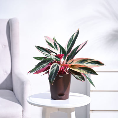 Stromanthe Triostar Plant